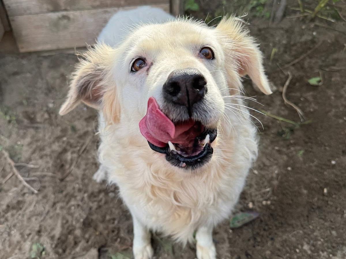 Adotta un cane, femmina, 12 anni e 3 mesi, Napoli