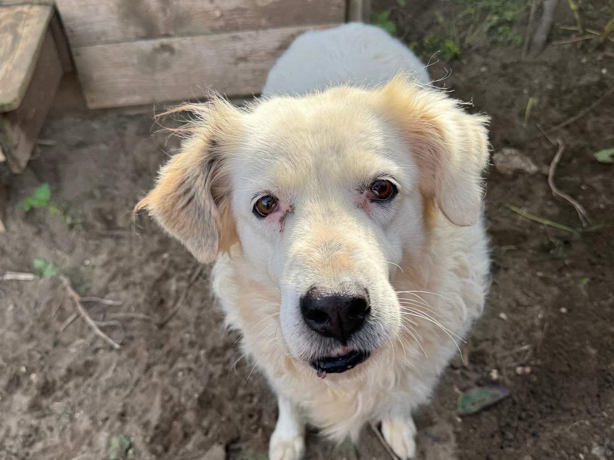 Adotta un cane, taglia grande, femmina, Napoli