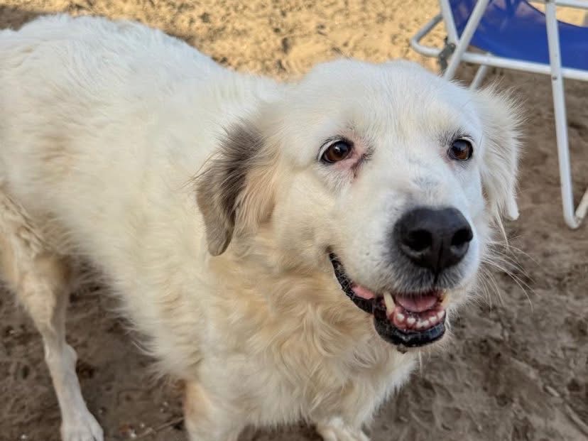 Vuoi adottare un cane a Napoli?