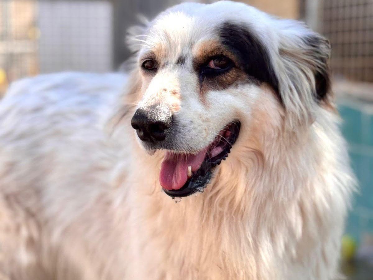 Adozione cane, femmina, Razza sconosciuta Razza sconosciuta, 5 anni e 3 mesi, taglia grande, Napoli