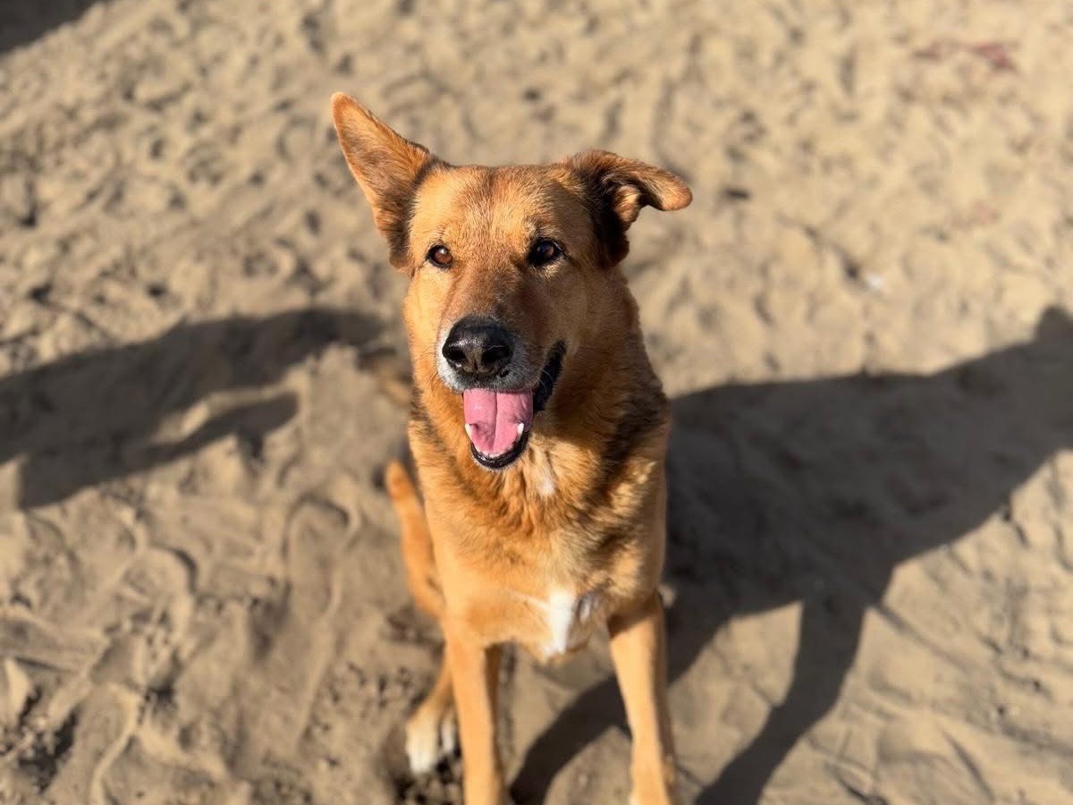 Adozione cane, maschio, Pastore tedesco Razza sconosciuta, 12 anni e 2 mesi, taglia grande, Napoli