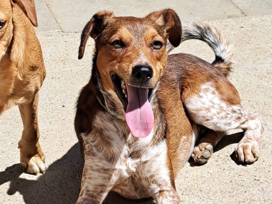 Adozione cane, maschio, Razza sconosciuta Razza sconosciuta, 1 anno e 5 mesi, taglia media contenuta, Milano