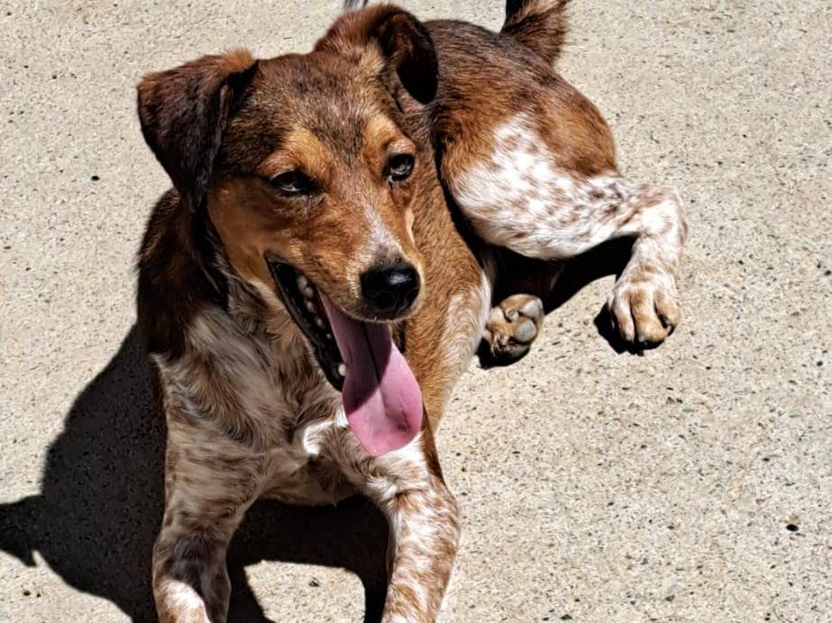Adotta un cane, maschio, 1 anno e 5 mesi, Milano
