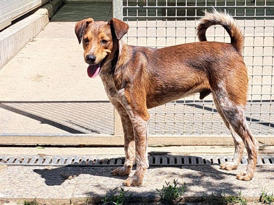 Adotta un cane, taglia media contenuta, maschio, Milano