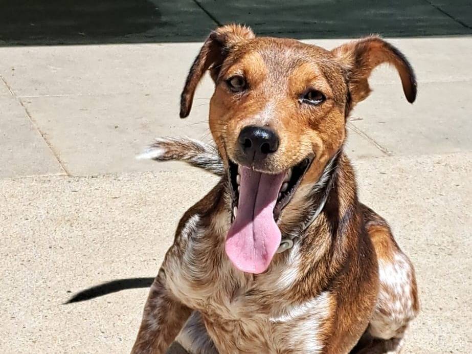 Vuoi adottare un cane a Milano?