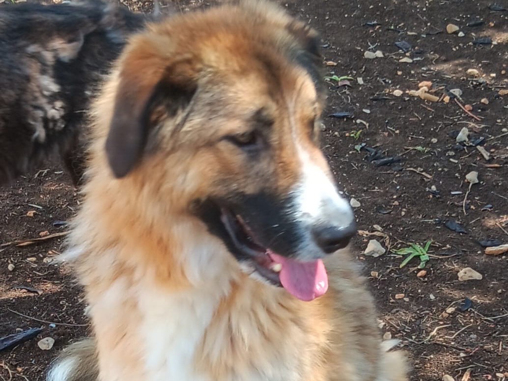 Adotta un cane, taglia media, maschio, Latina