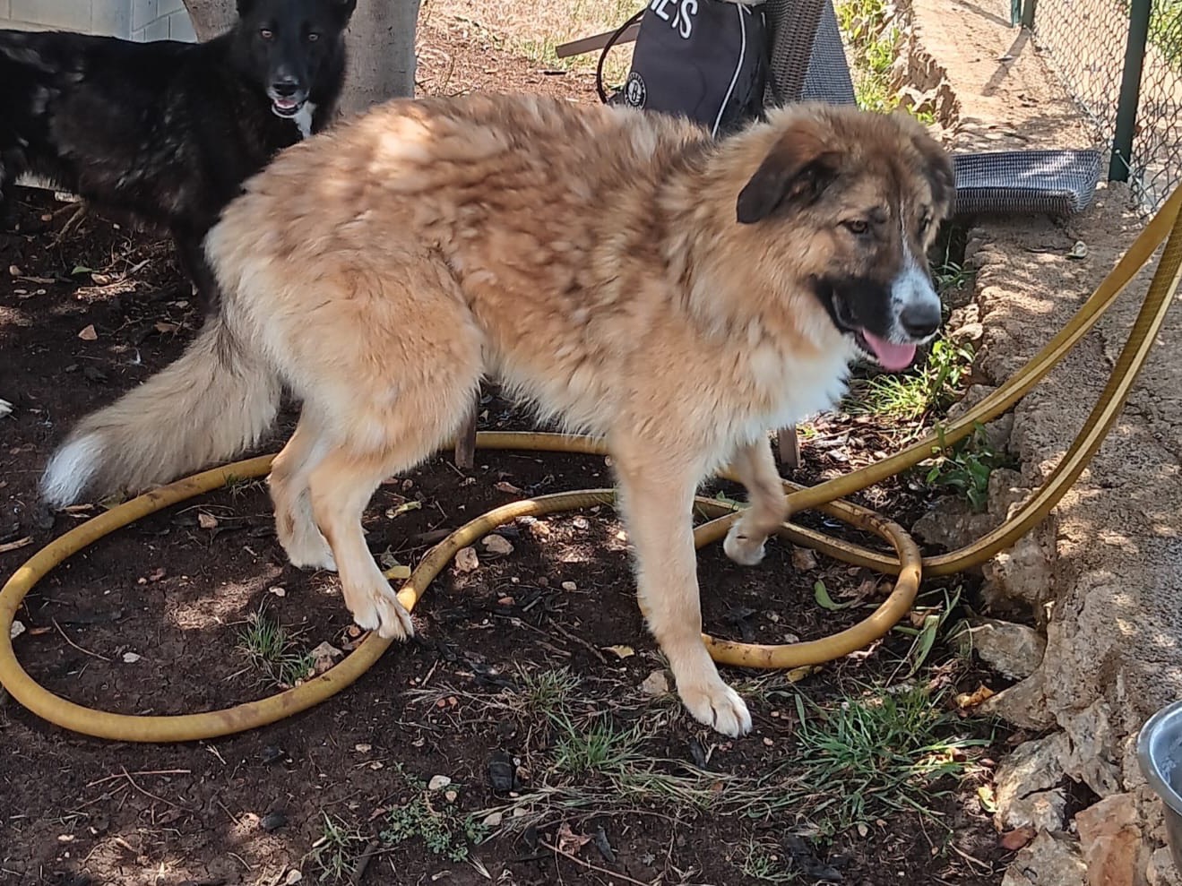 Adozione cane, maschio, Razza sconosciuta Razza sconosciuta, 2 anni e 1 mese, taglia media, Latina