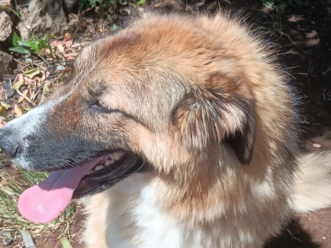 Vuoi adottare un cane a Latina?