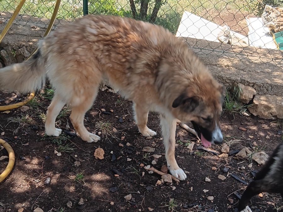 Adotta un cane, maschio, 2 anni e 1 mese, Latina