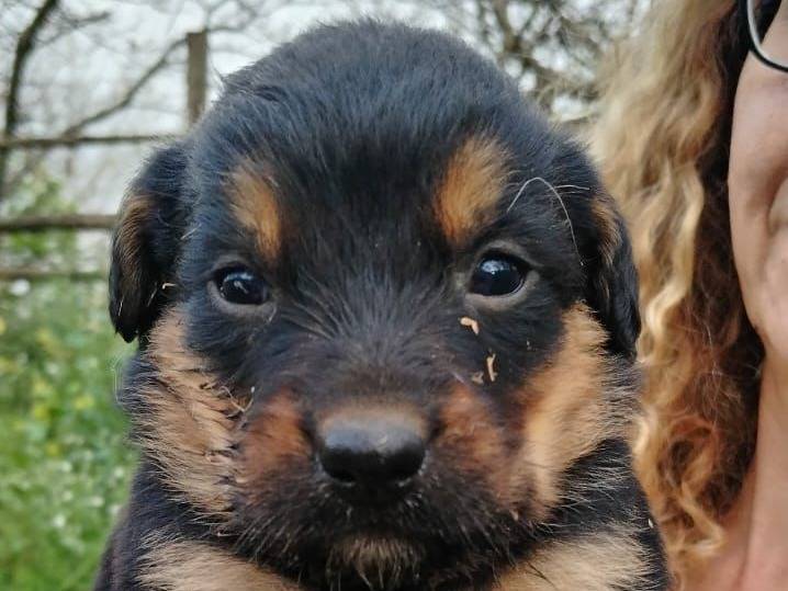 Adotta un cane, maschio, 2 mesi, Napoli