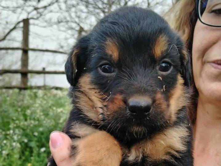 Adotta un cane, taglia media, maschio, Napoli