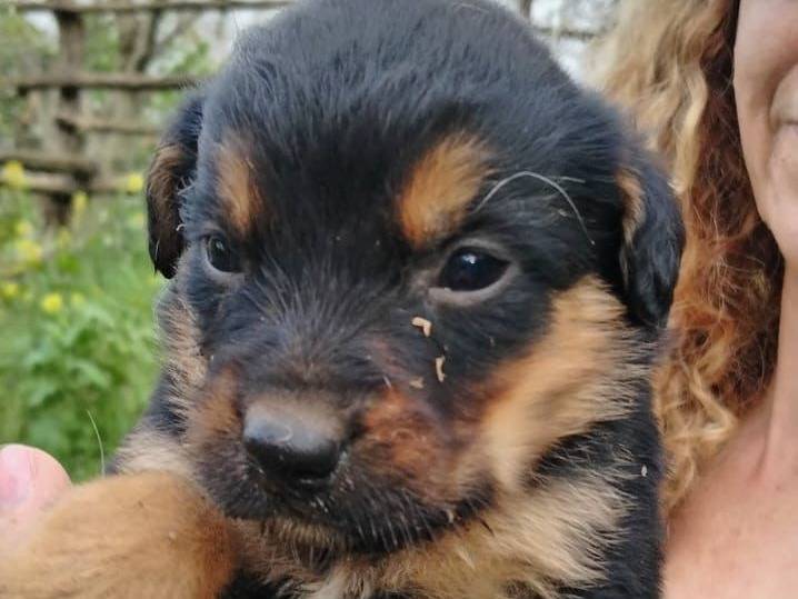 Vuoi adottare un cane a Napoli?