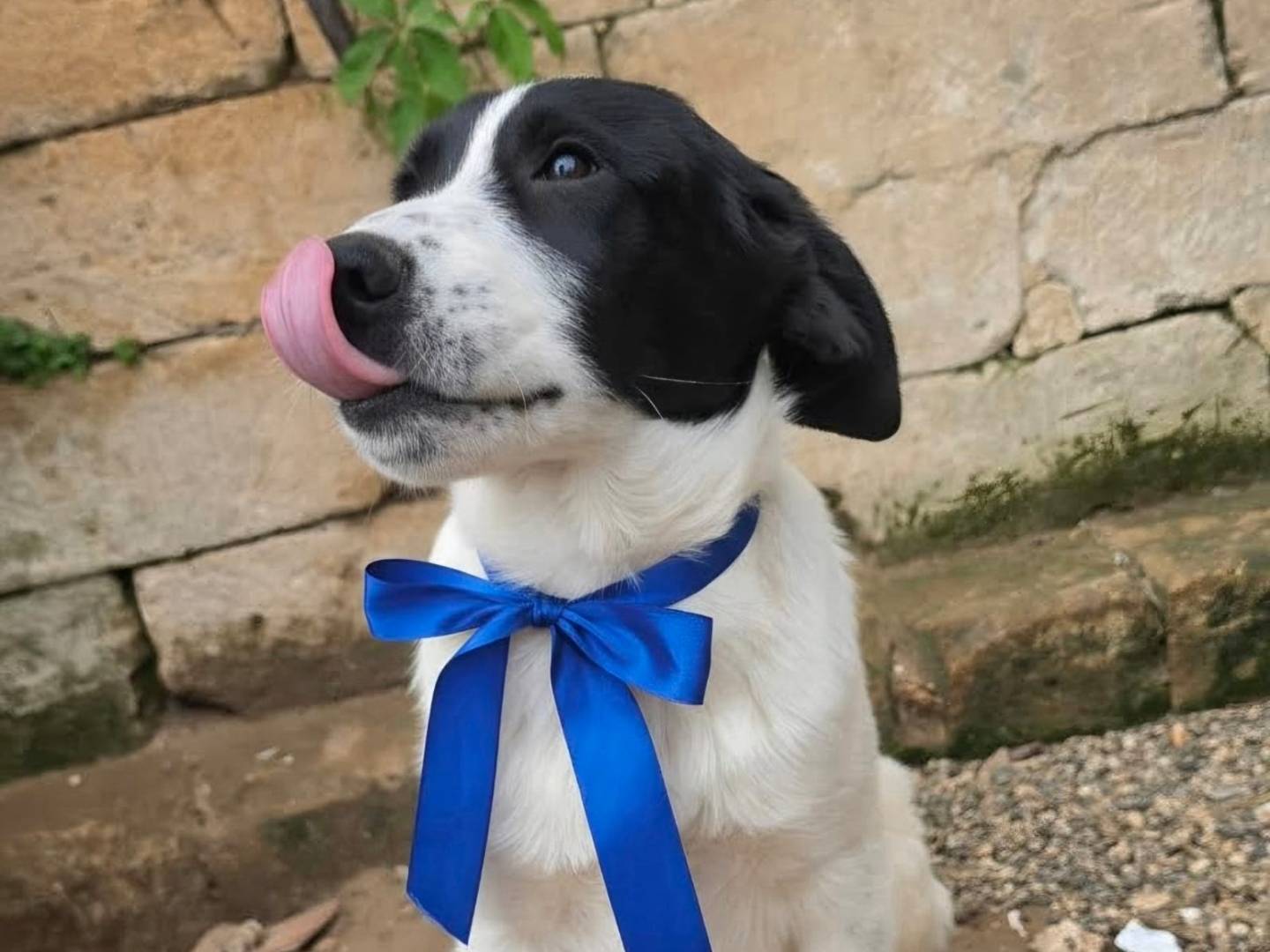 Vuoi adottare un cane a Taranto?