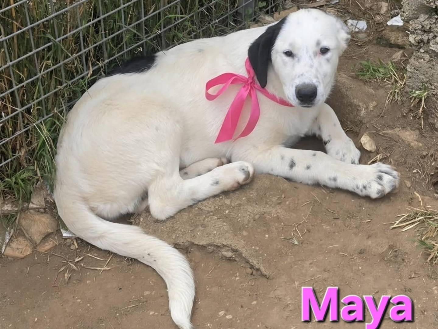 Adotta un cane, femmina, 4 mesi, Taranto