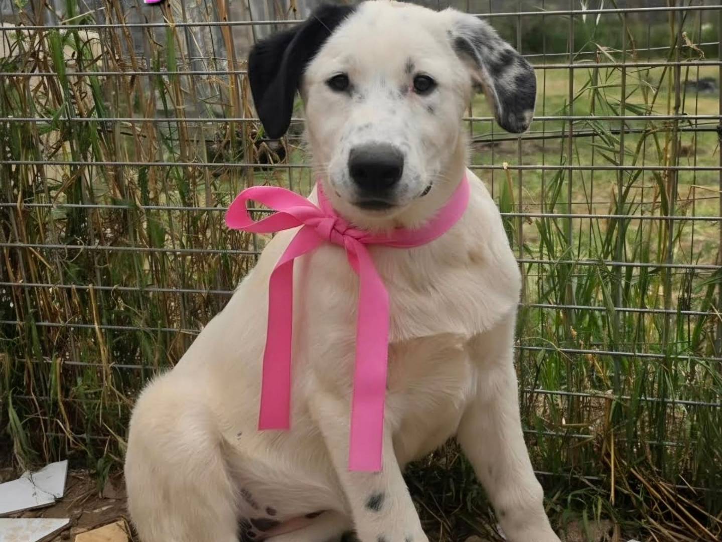 Adotta un cane, taglia grande, femmina, Taranto