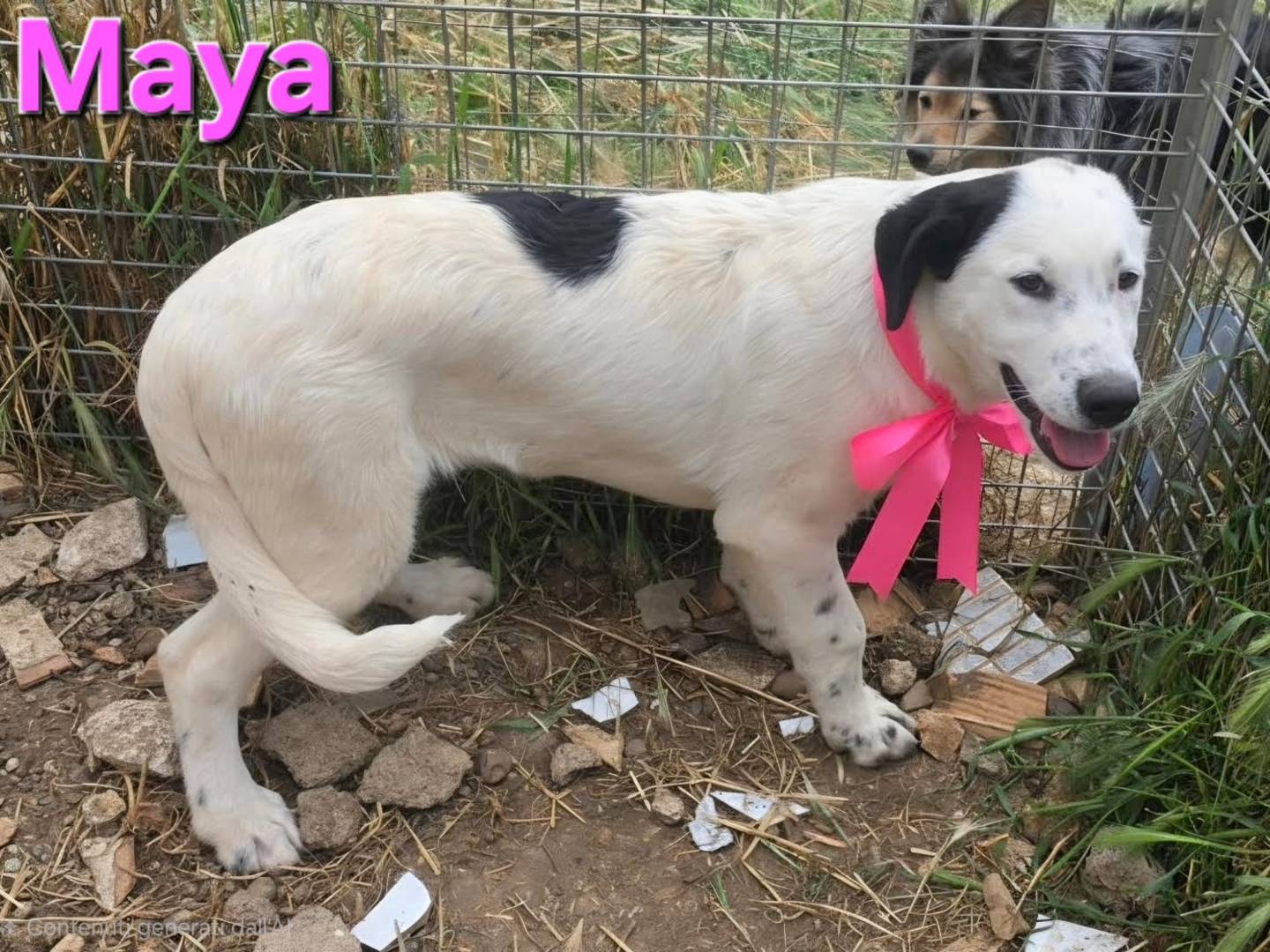 Vuoi adottare un cane a Taranto?