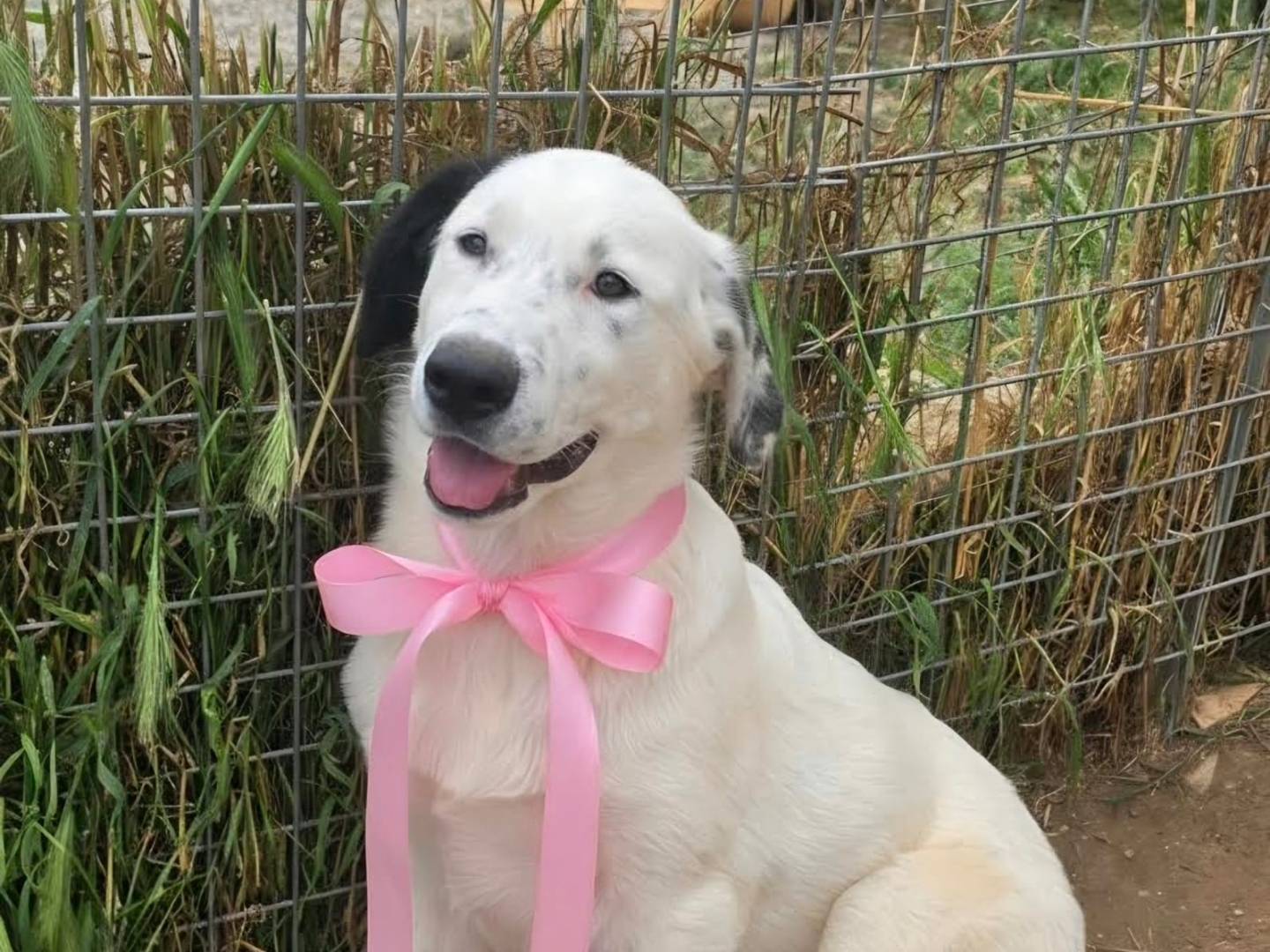 Adotta il cane Maya a Taranto