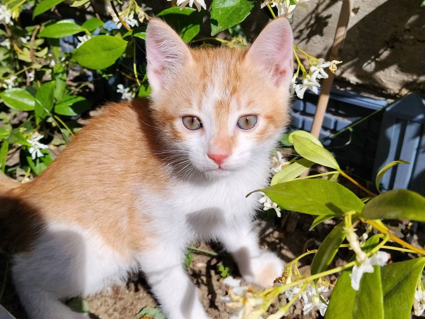 Adozione gatto, maschio, Razza sconosciuta Razza sconosciuta, 2 mesi, taglia non valida, Catania
