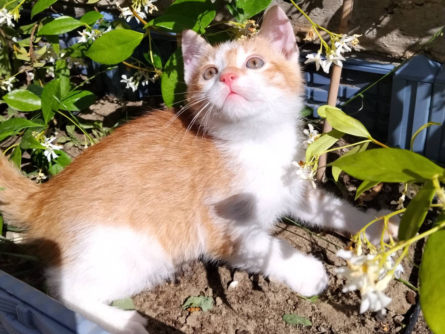 Adotta un gatto, maschio, 2 mesi, Catania