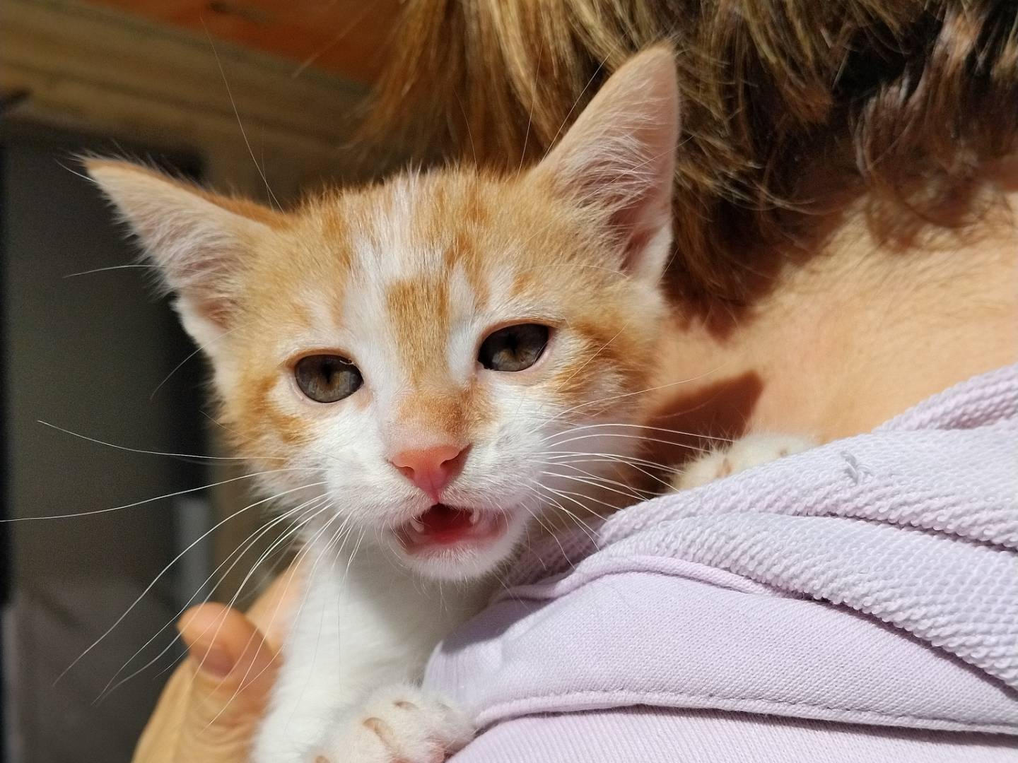 Adotta un gatto, taglia non valida, maschio, Catania