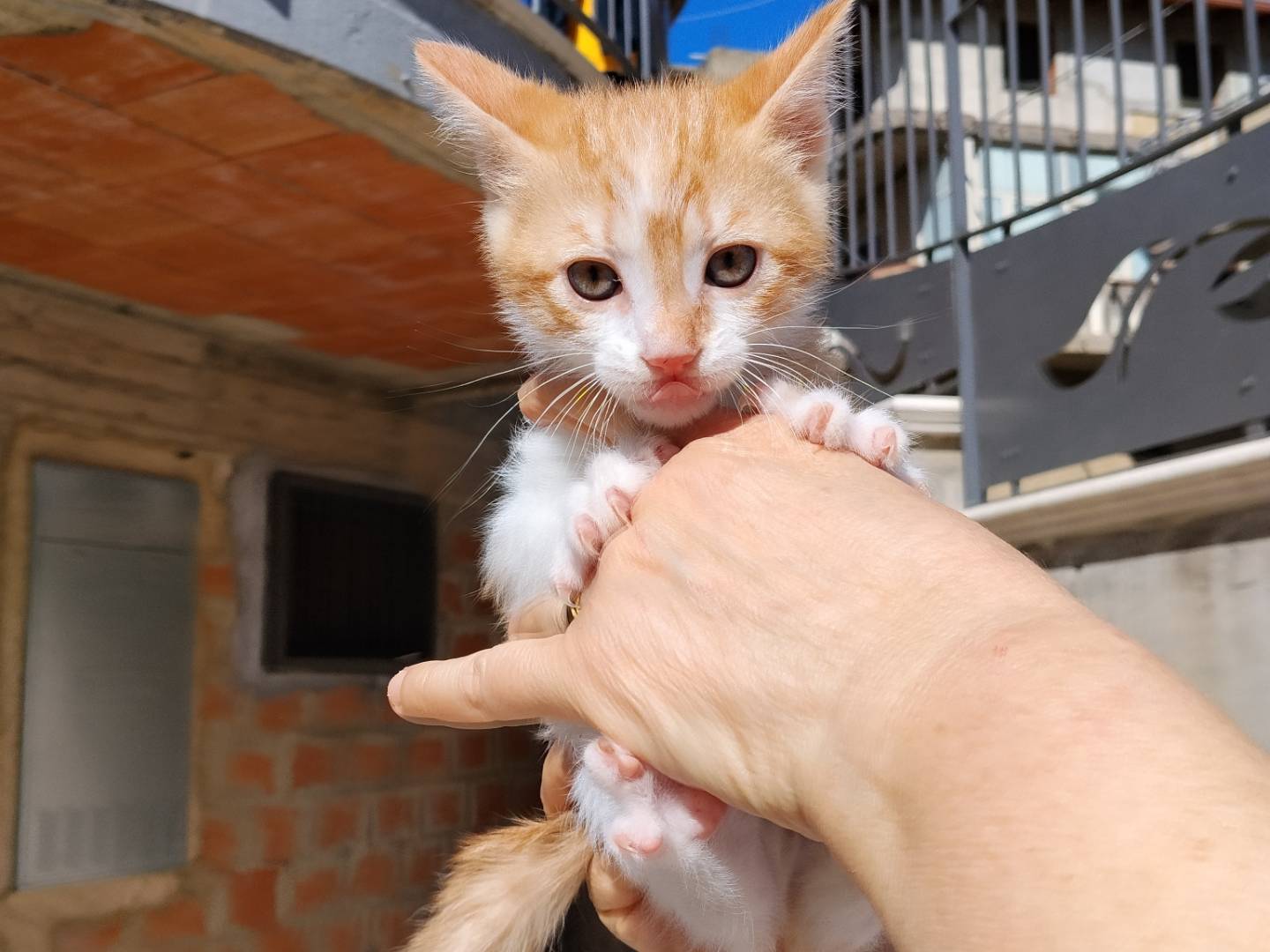 Vuoi adottare un gatto a Catania?