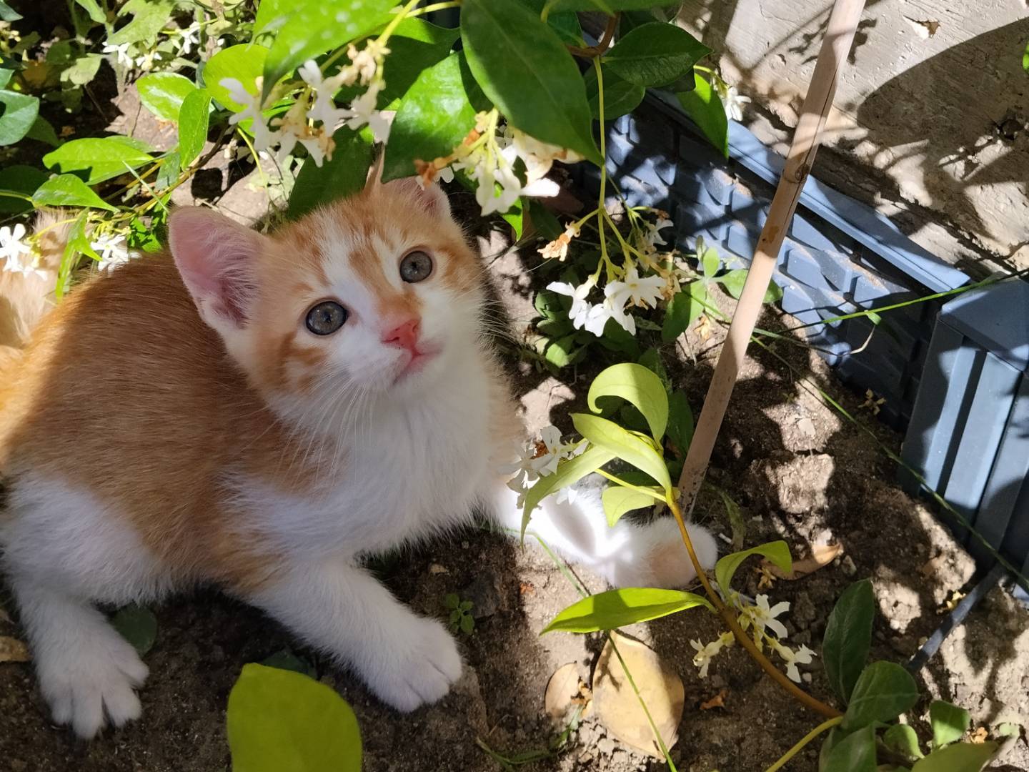 Adotta il gatto Mango  a Catania
