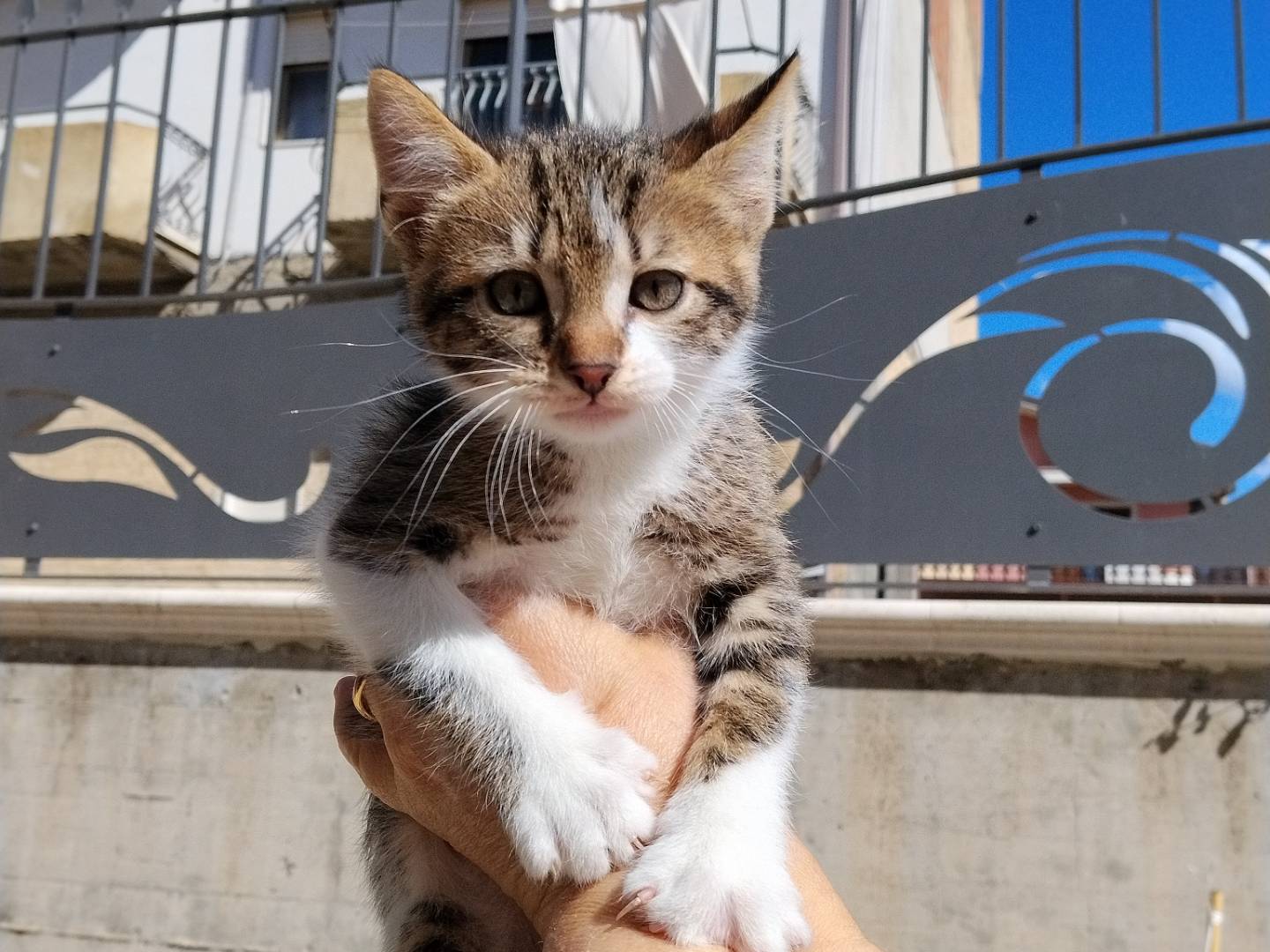 Adozione gatto, maschio, Razza sconosciuta Razza sconosciuta, 2 mesi, taglia non valida, Catania