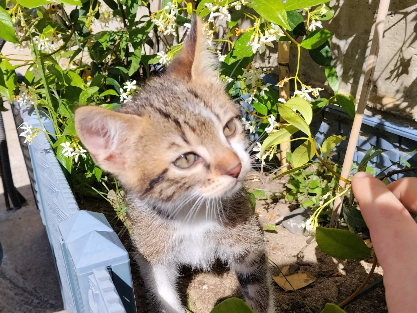 Adotta un gatto, maschio, 2 mesi, Catania