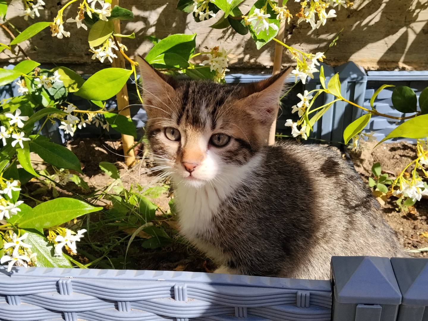 Adotta un gatto, taglia non valida, maschio, Catania