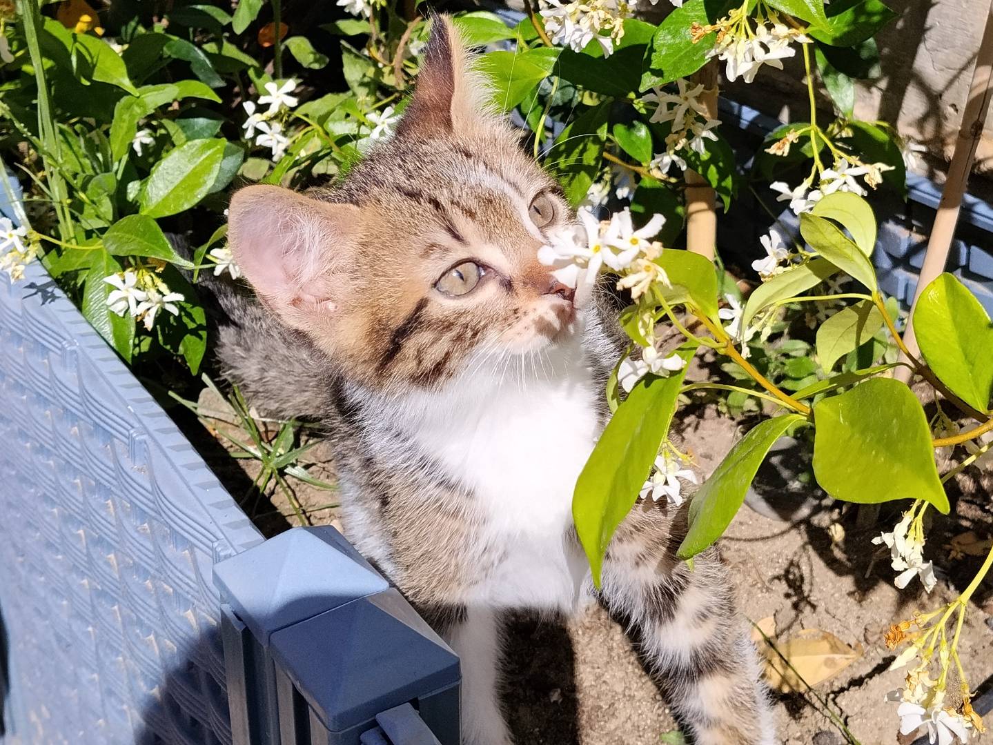 Vuoi adottare un gatto a Catania?