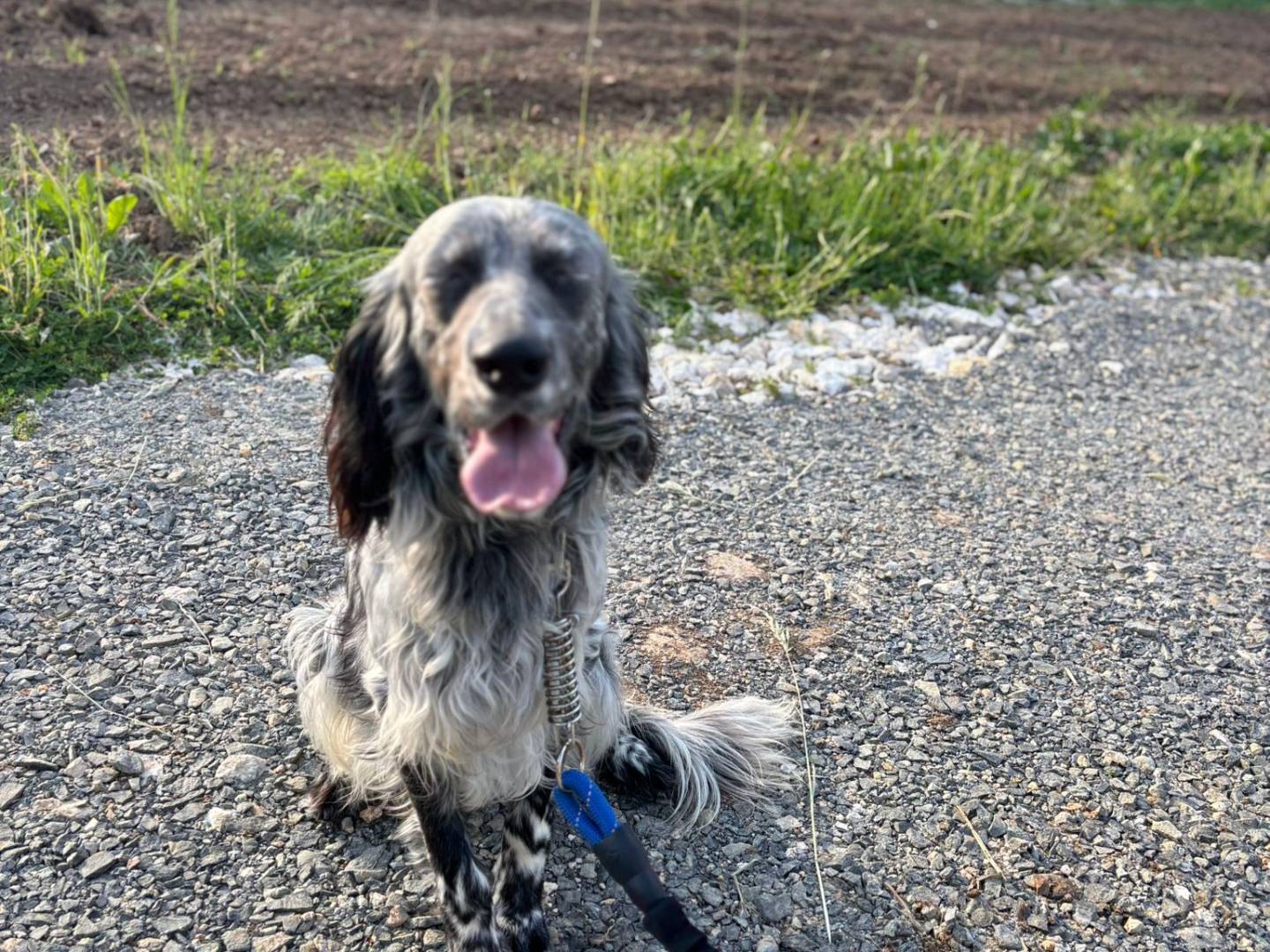 Adozione cane, maschio, Setter Inglese Razza sconosciuta, 8 mesi, taglia media contenuta, Caserta