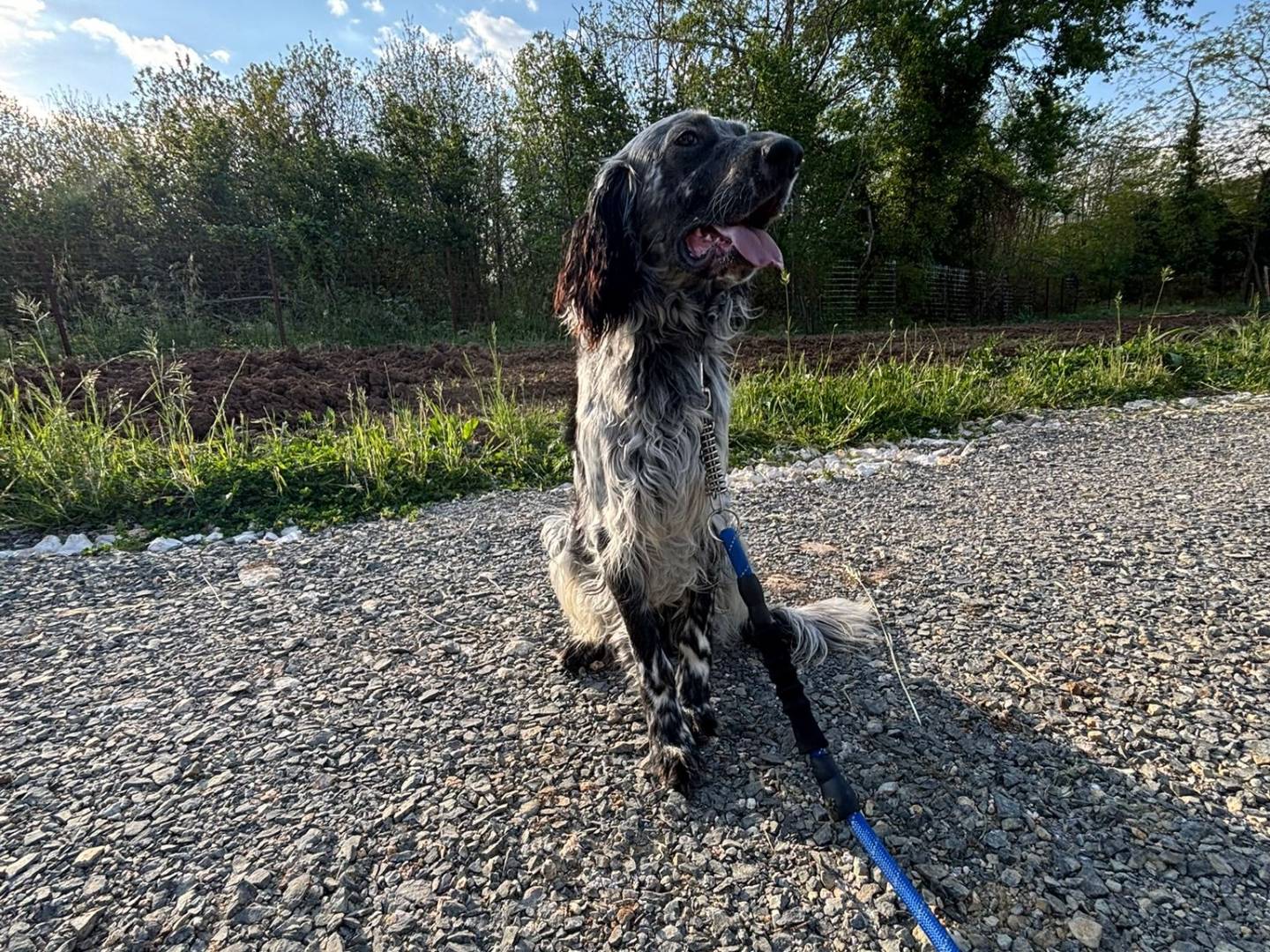Adotta un cane, maschio, 8 mesi, Caserta