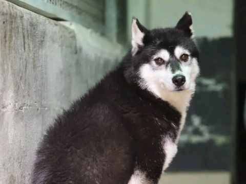 Adotta un cane, femmina, 8 anni e 4 mesi, Cremona