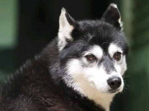 Adozione cane, femmina, Siberian Husky Razza sconosciuta, 8 anni e 4 mesi, taglia media, Cremona