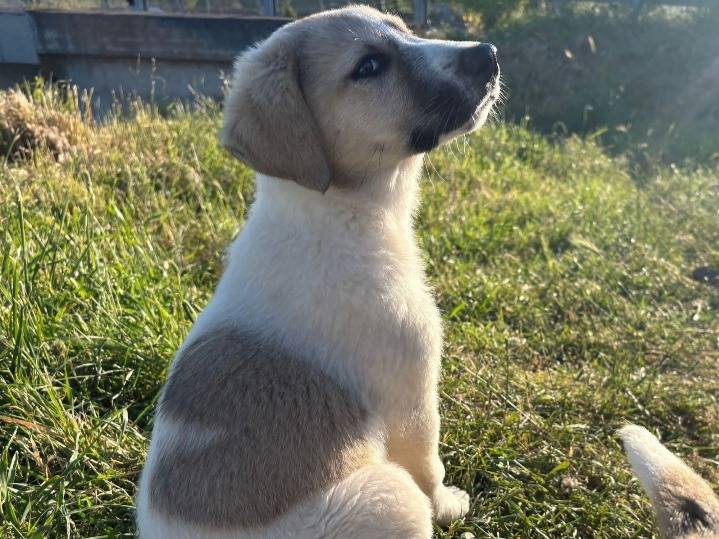 Adozione cane, maschio, Razza sconosciuta Razza sconosciuta, 3 mesi, taglia media, Potenza