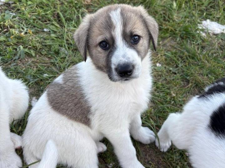 Adotta un cane, maschio, 3 mesi, Potenza