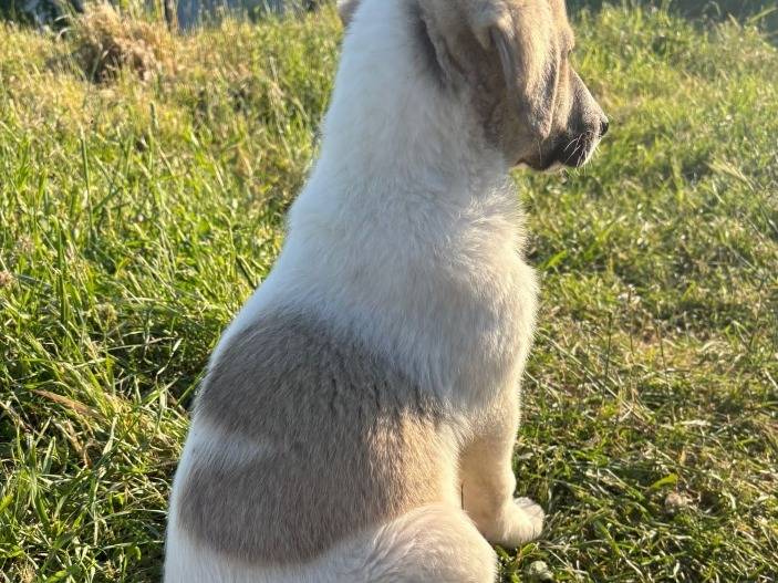 Adotta un cane, taglia media, maschio, Potenza