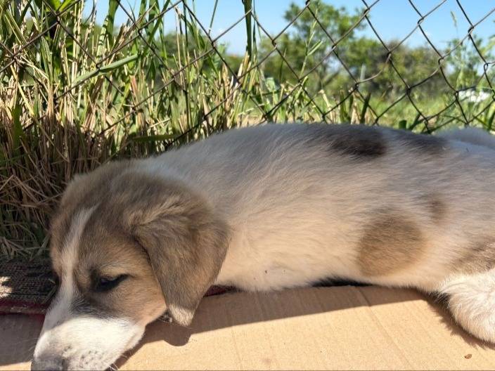 Vuoi adottare un cane a Potenza?