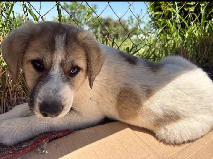 Adotta il cane Cuoricino  a Potenza