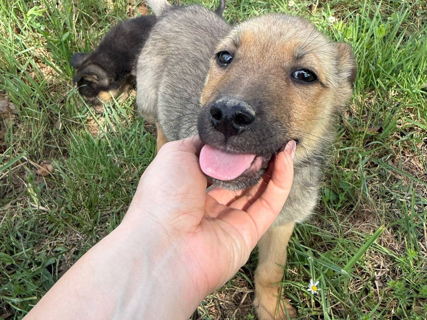 Adozione cane, maschio, Razza sconosciuta Razza sconosciuta, 3 mesi, taglia media, Udine