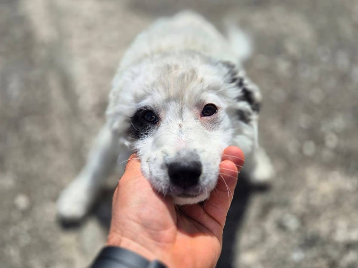 Adozione cane, femmina, Pastore maremmano Razza sconosciuta, 4 mesi, taglia grande, Avellino