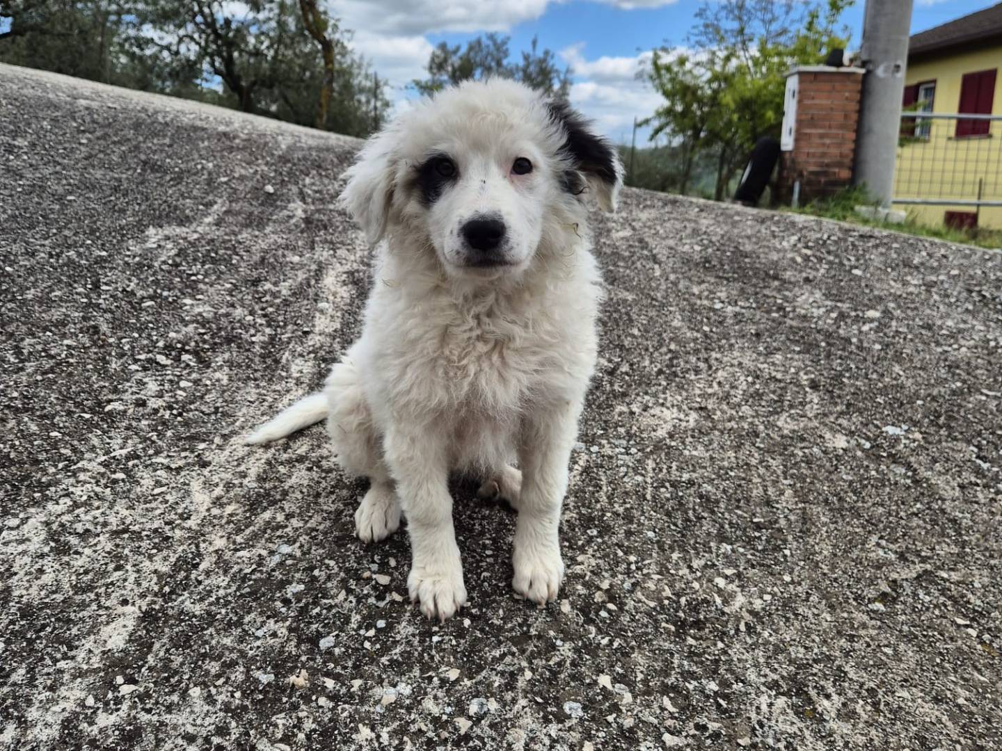 Adotta un cane, femmina, 4 mesi, Avellino