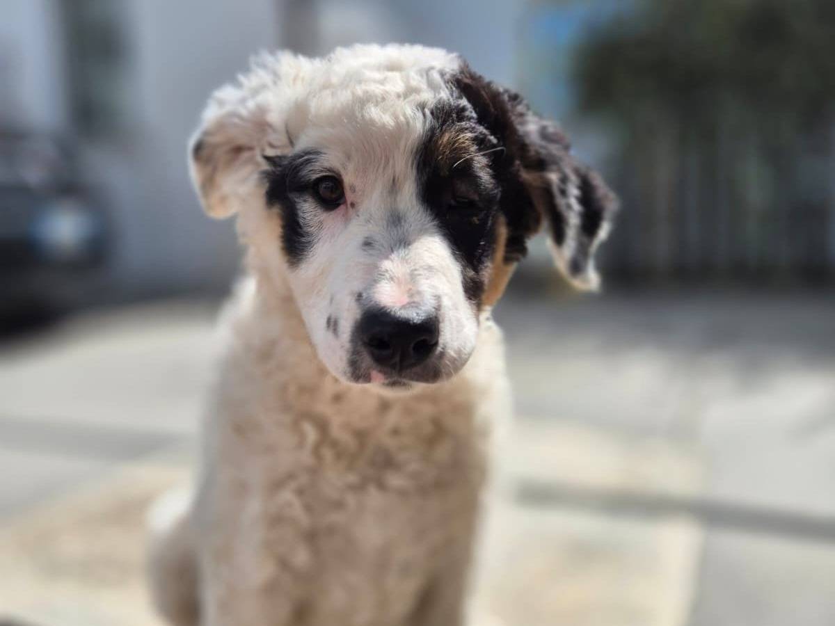Adozione cane, femmina, Pastore maremmano Razza sconosciuta, 4 mesi, taglia grande, Avellino