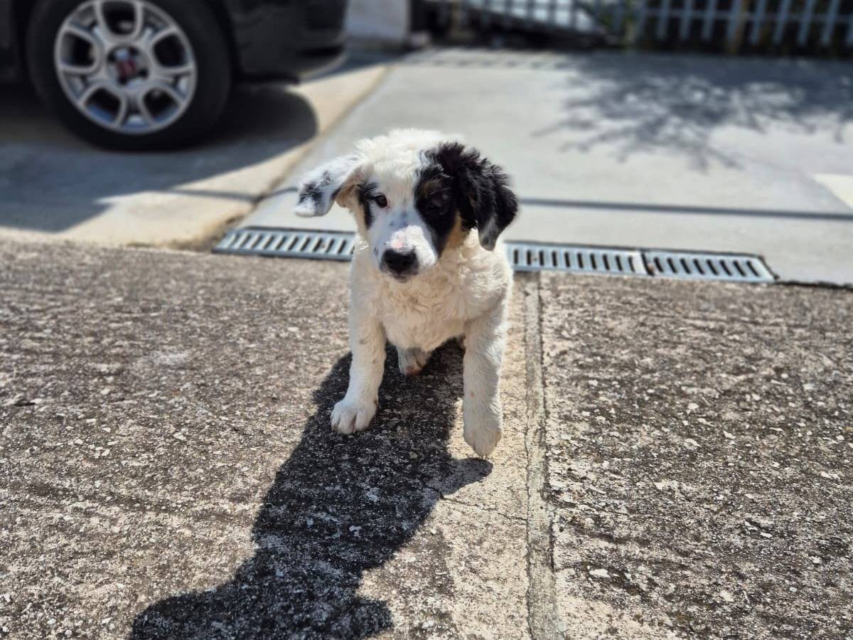 Adotta un cane, femmina, 4 mesi, Avellino