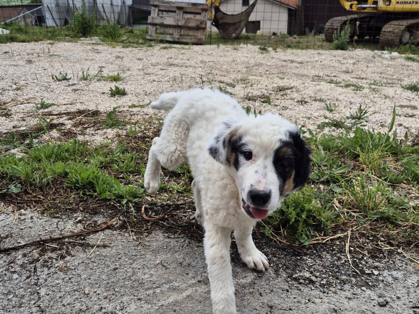 Adotta un cane, taglia grande, femmina, Avellino