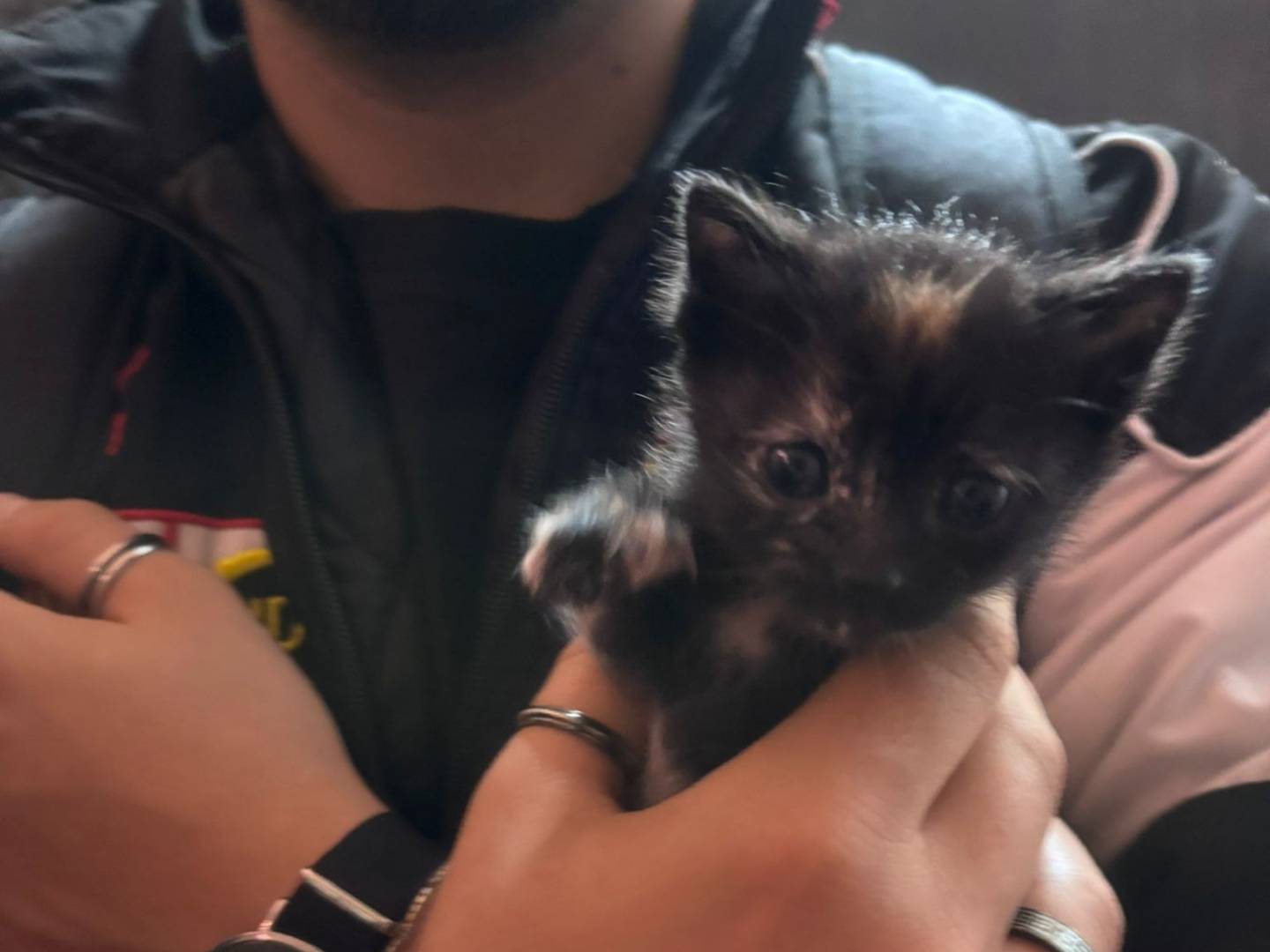 Adozione gatto, femmina, Razza sconosciuta Razza sconosciuta, 2 mesi, taglia non valida, Napoli