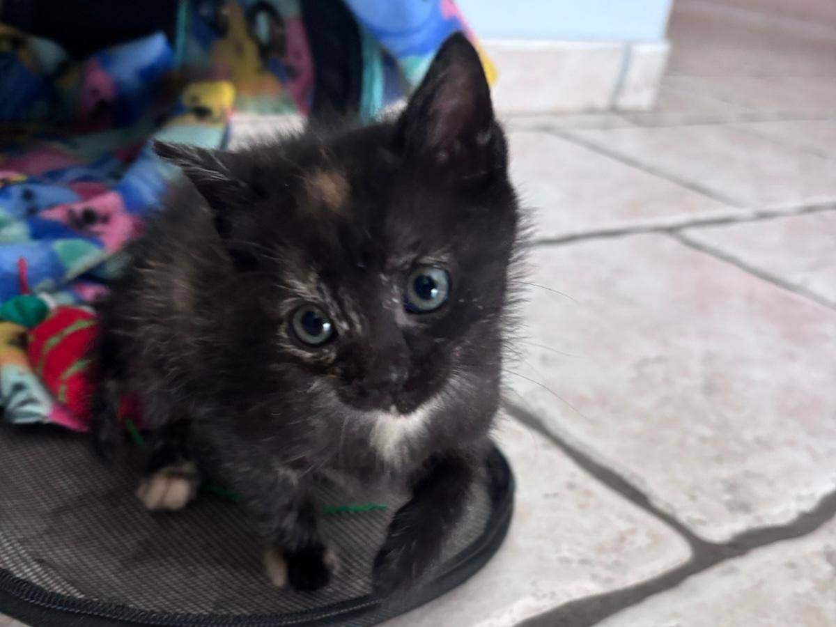 Adotta un gatto, femmina, 2 mesi, Napoli