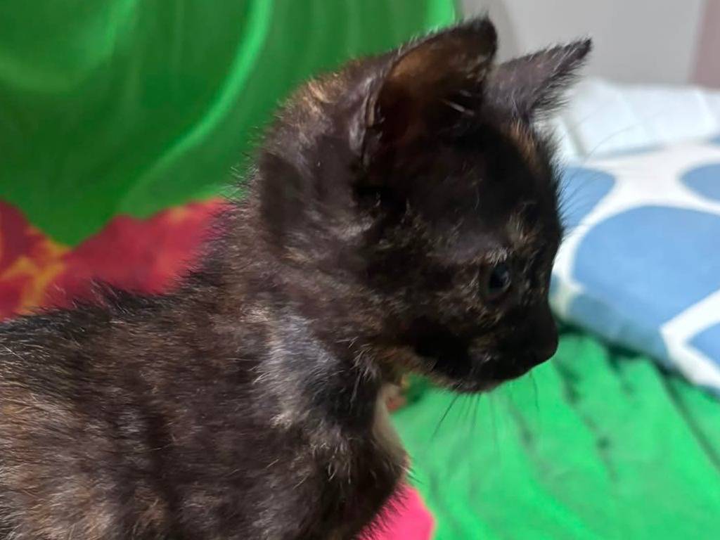 Adotta un gatto, taglia non valida, femmina, Napoli