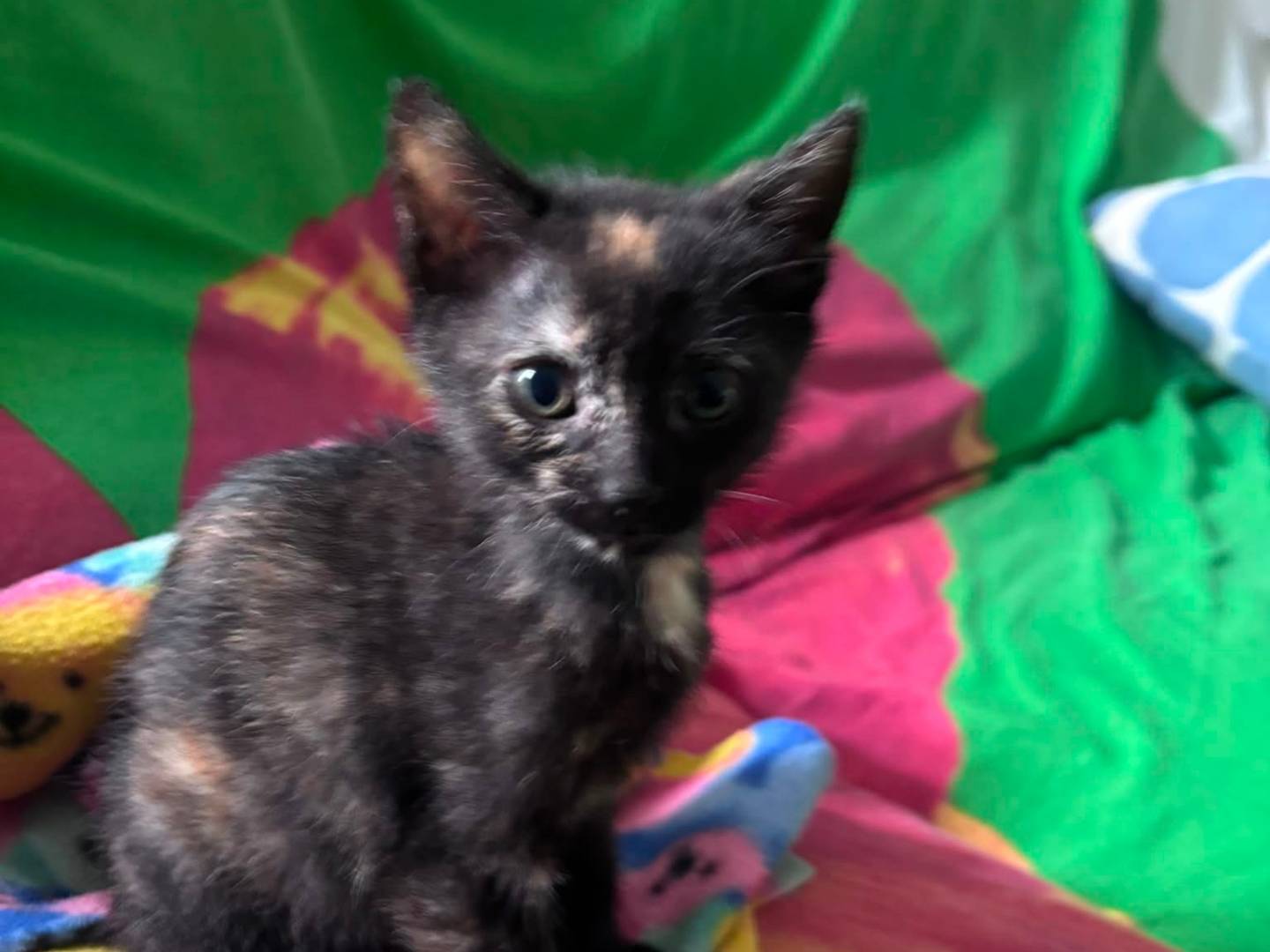 Vuoi adottare un gatto a Napoli?