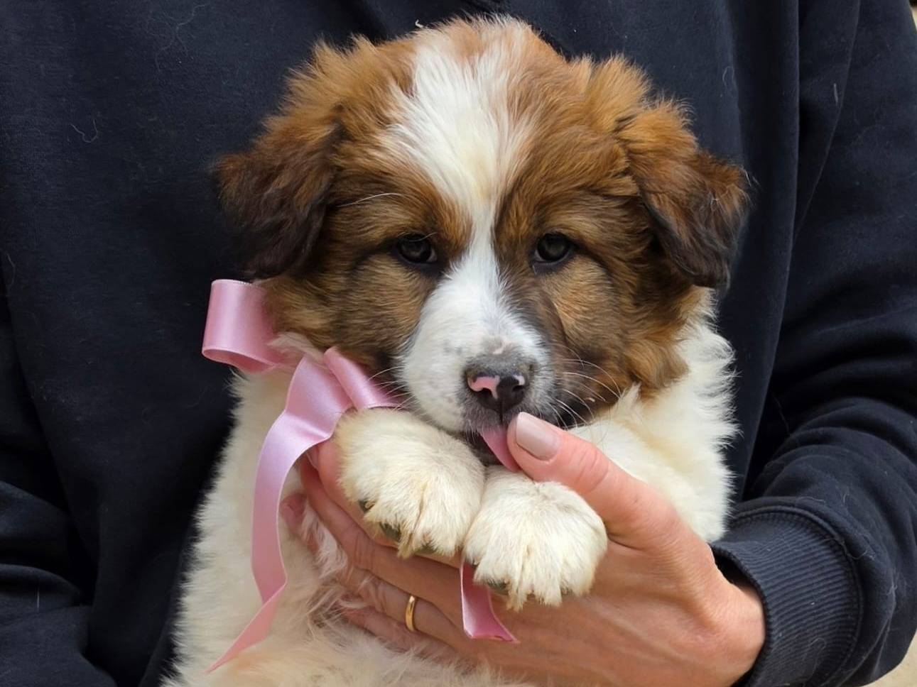 Adotta un cane, femmina, 2 mesi, Taranto